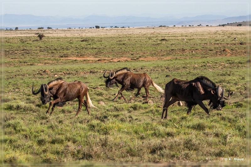 suedafrika_2019_0290.jpg