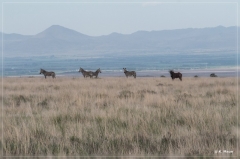 suedafrika_2019_0163