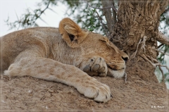 suedafrika_2019_0166