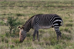 suedafrika_2019_0179