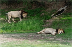 suedafrika_2019_0189