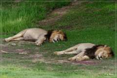 suedafrika_2019_0195