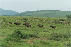 suedafrika_2019_0200