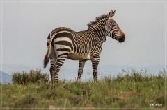 suedafrika_2019_0204