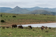 suedafrika_2019_0205