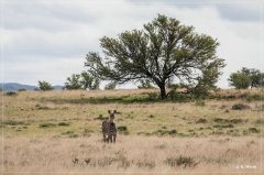 suedafrika_2019_0237