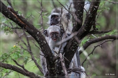 suedafrika_2019_0247