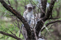 suedafrika_2019_0248