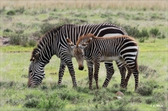 suedafrika_2019_0250