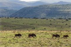 suedafrika_2019_0253