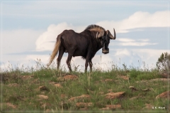 suedafrika_2019_0255