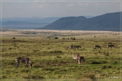 suedafrika_2019_0281