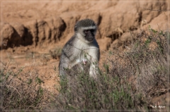 suedafrika_2019_0291