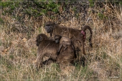 suedafrika_2019_0294