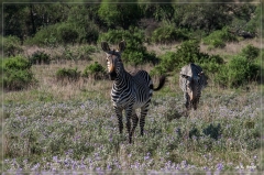 suedafrika_2019_0296