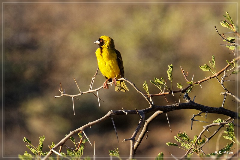 suedafrika_2019_0084.jpg