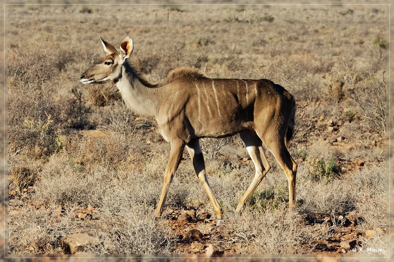 suedafrika_2019_0095.jpg