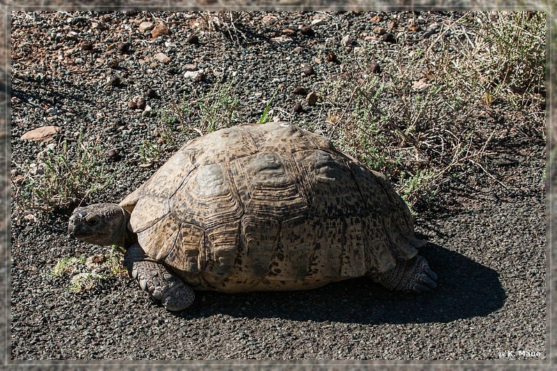 suedafrika_2019_0097.jpg