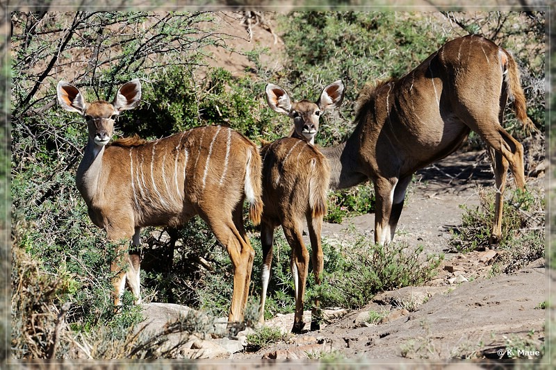 suedafrika_2019_0098.jpg