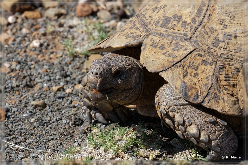 suedafrika_2019_0106.jpg