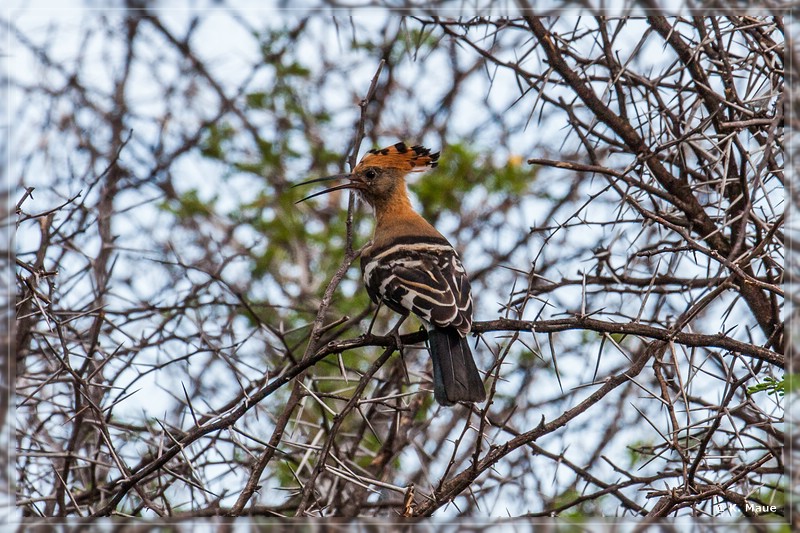 suedafrika_2019_0121.jpg