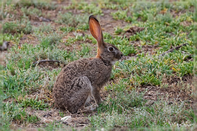 suedafrika_2019_0124.jpg