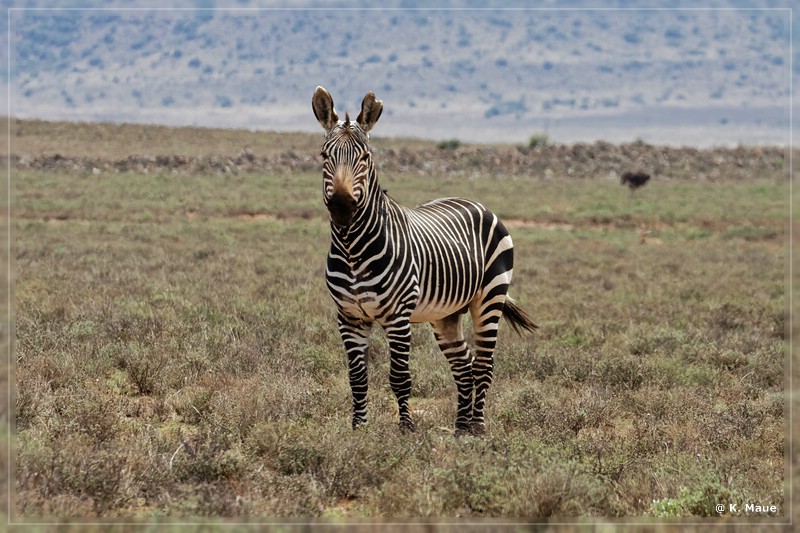 suedafrika_2019_0140.jpg