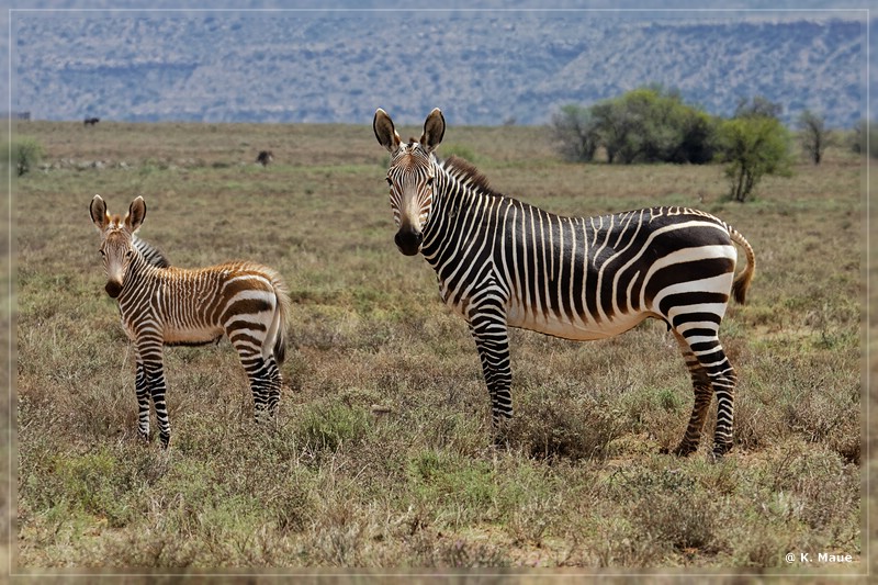 suedafrika_2019_0141.jpg