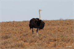 suedafrika_2019_0074