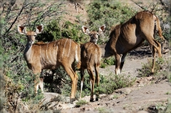 suedafrika_2019_0098