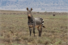 suedafrika_2019_0140