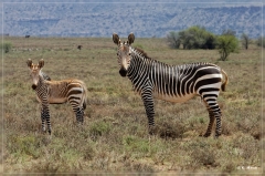 suedafrika_2019_0141