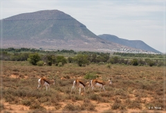 suedafrika_2019_0142