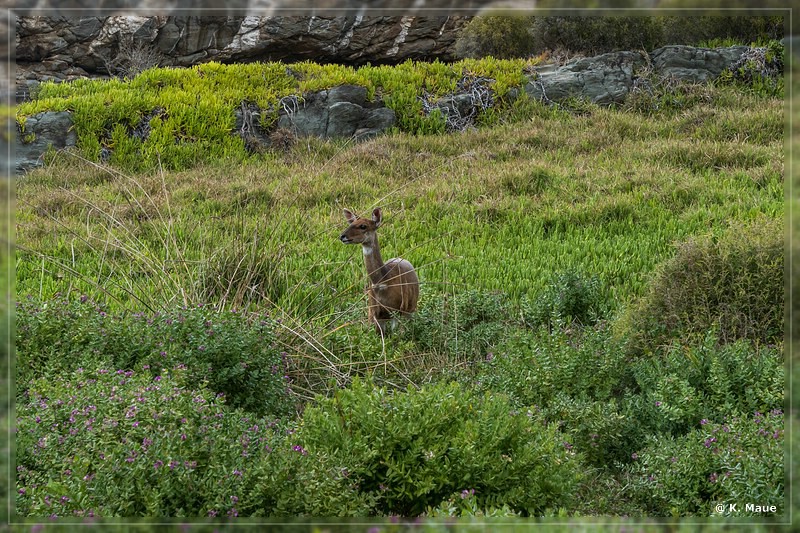 suedafrika_2019_0533.jpg