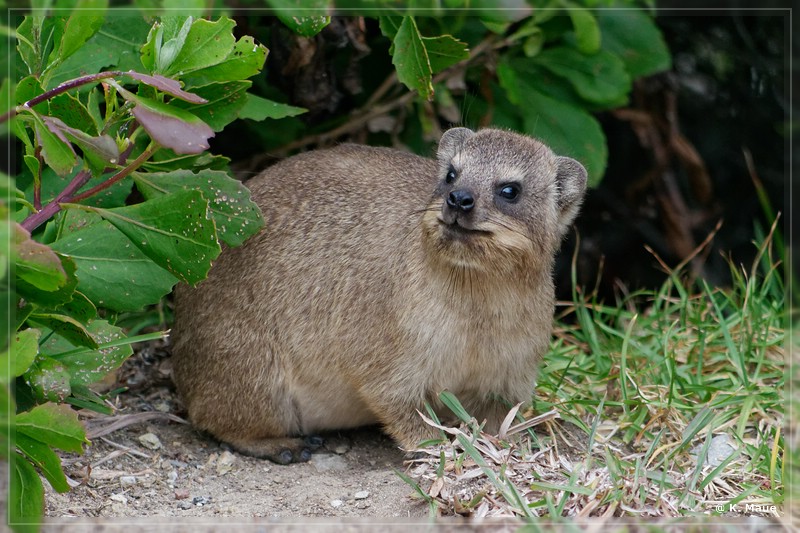 suedafrika_2019_0542.jpg