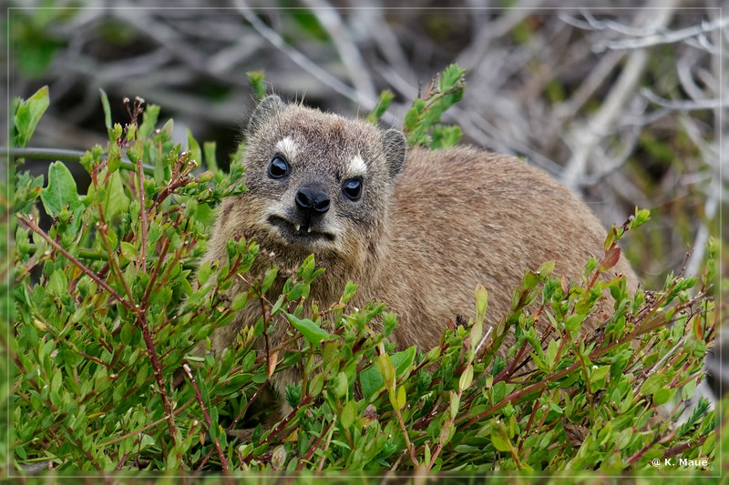 suedafrika_2019_0543.jpg