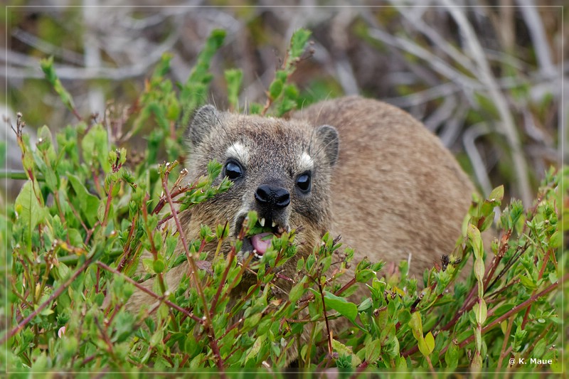 suedafrika_2019_0544.jpg