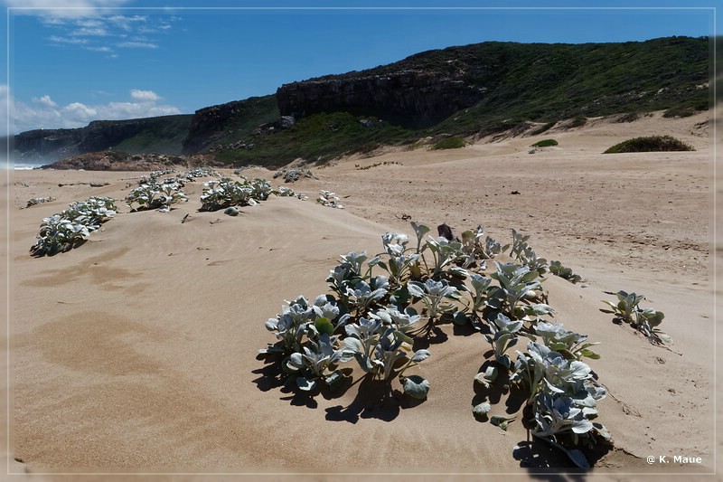 suedafrika_2019_0589.jpg