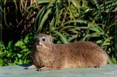 suedafrika_2019_0497