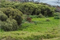 suedafrika_2019_0532