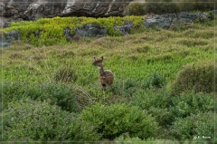 suedafrika_2019_0533