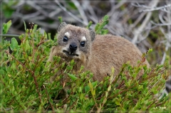 suedafrika_2019_0543