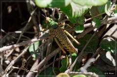 suedafrika_2019_0583