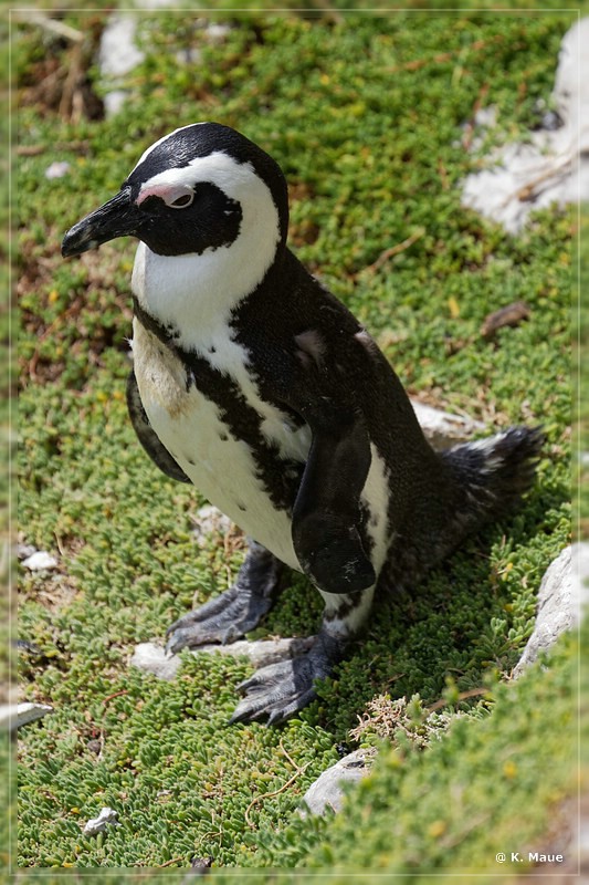 suedafrika_2019_0685.jpg