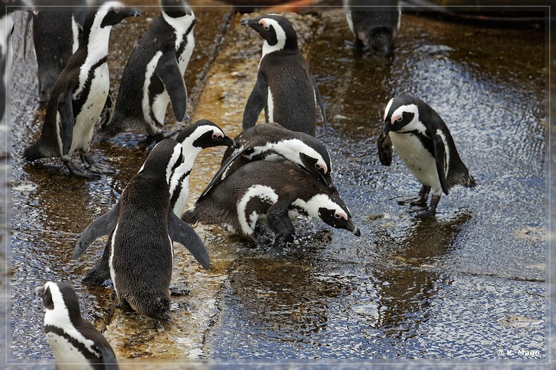 suedafrika_2019_0696.jpg