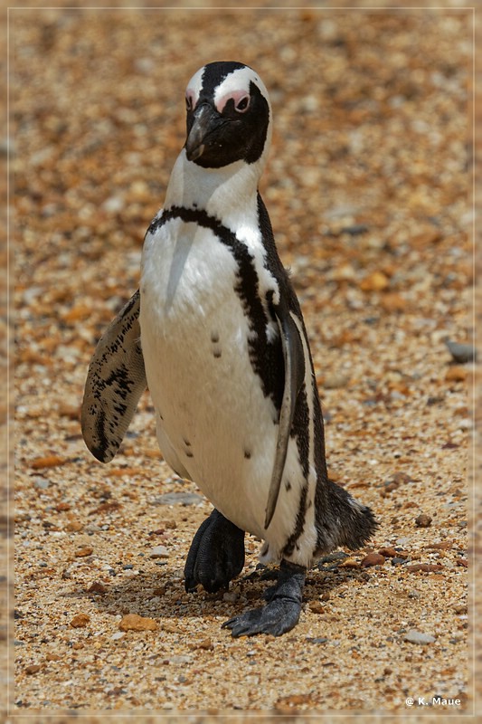 suedafrika_2019_0703.jpg