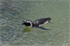 suedafrika_2019_0689