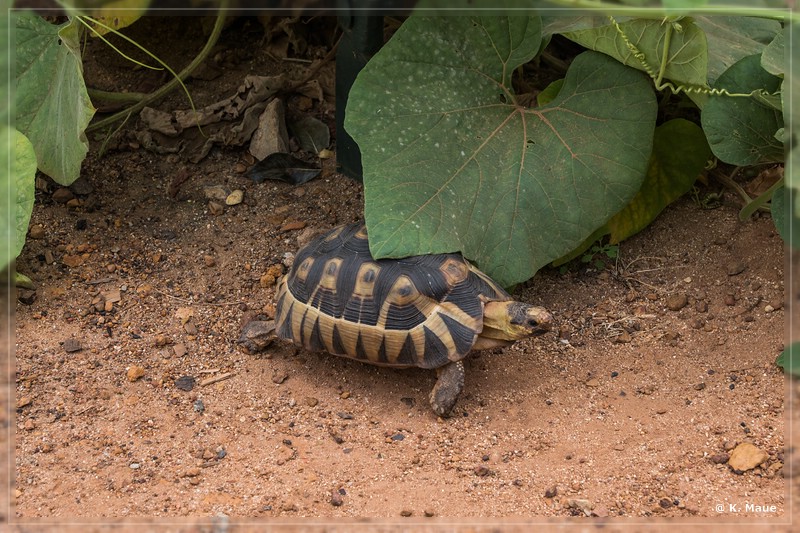 suedafrika_2019_0011.jpg