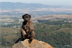 suedafrika_2019_0034