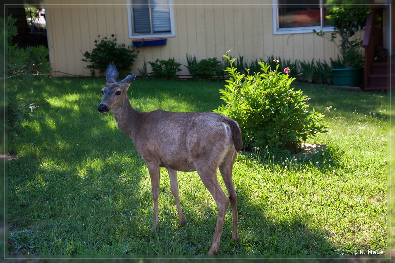 USA2015_0453.jpg